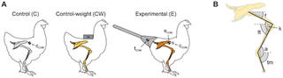 Illustration for article titled Here's a chicken wearing a prosthetic tail to walk like a dinosaur